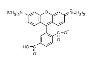 TAMRA|6-羧基四甲基羅丹明